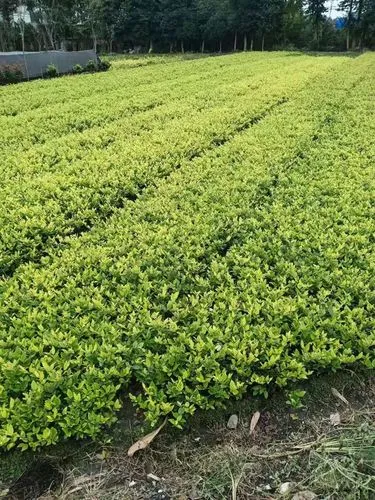 mile·米乐m6：网球拍子只用白手胶可以吗_